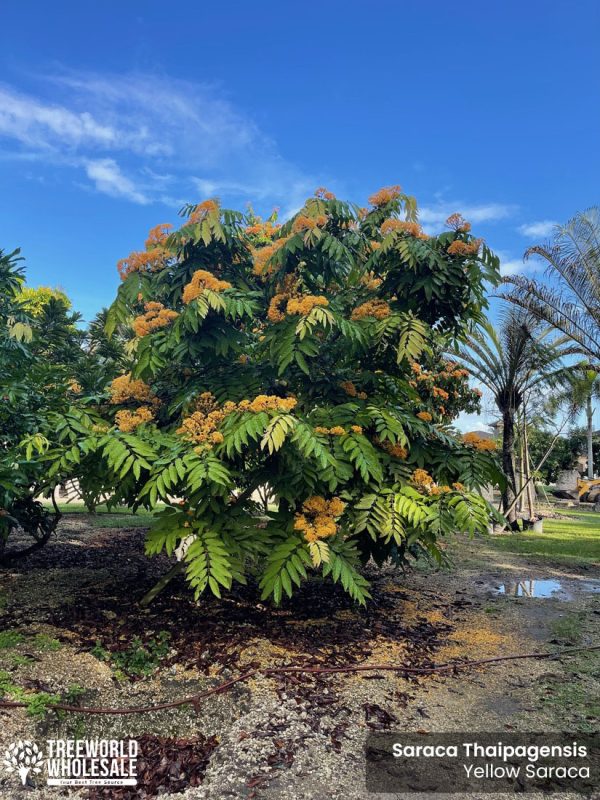 flowering tree saraca thaipengensis yellow saraca