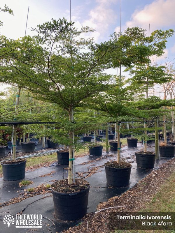 tree nursery terminalia ivorensis black afara treeworld