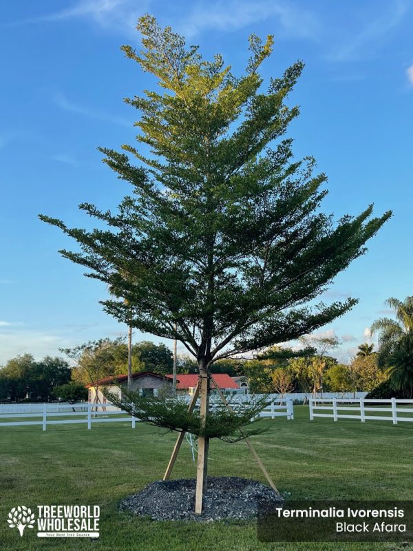 terminalia ivorensis black afara specimen