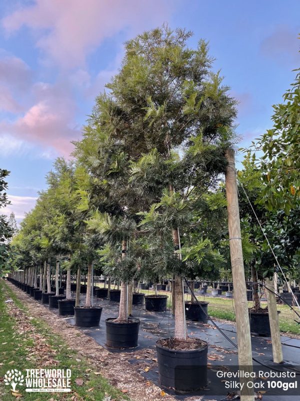 Grevillea Robusta (Silky Oak)