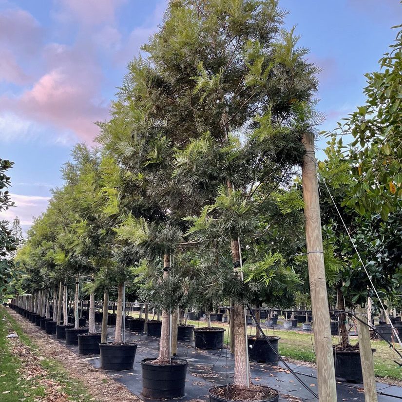 Grevillea Robusta: Silky Oak Tree For Sale | Treeworld Wholesale