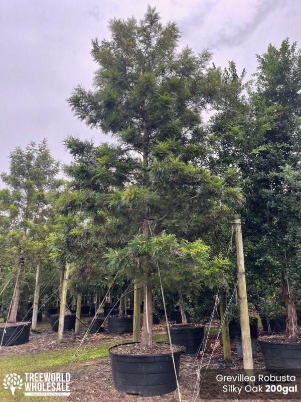 200 Gal Grevillea Robusta (Silky Oak)