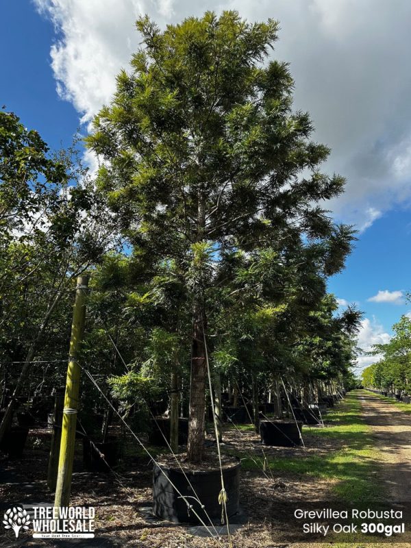 300 Gal - Grevillea Robusta (Silky Oak)