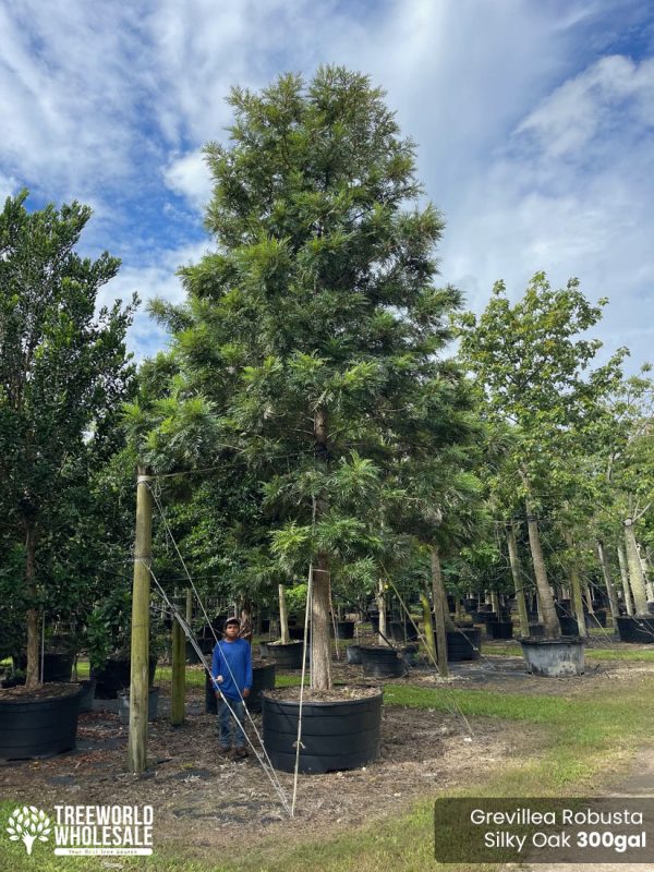 300 Gal - Grevillea Robusta (Silky Oak)