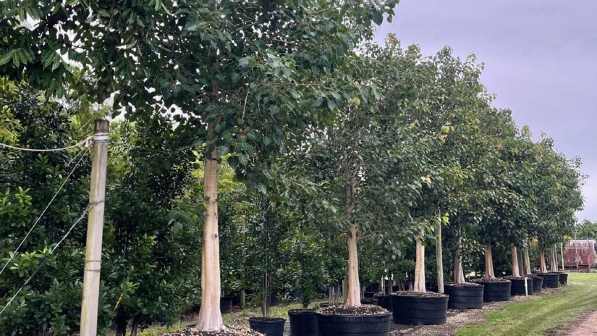 Trees for Sale - Buy Trees Online 🌳 | Treeworld Wholesale