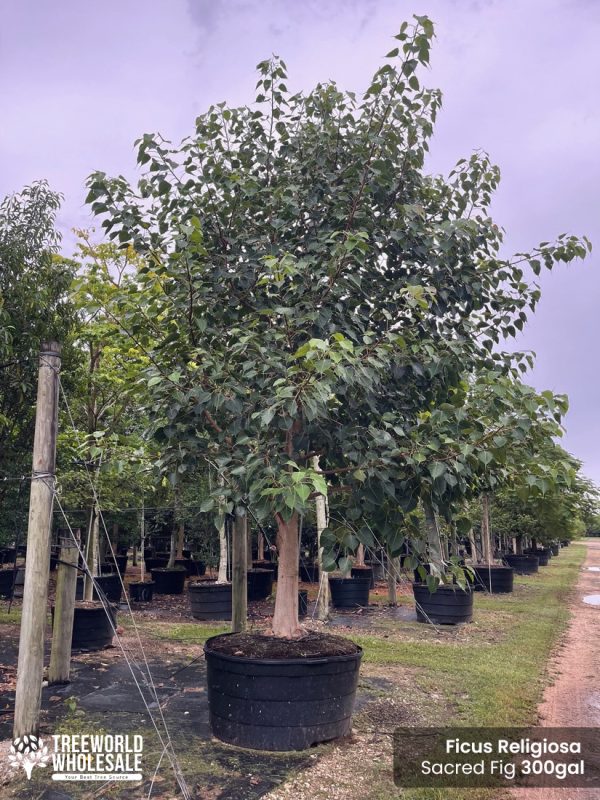 ficus religiosa - sacred fig 300 gallons