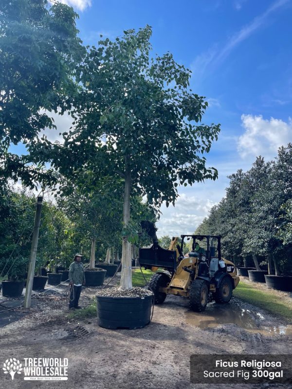 ficus religiosa - sacred fig - 300 gallons