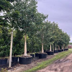 Ficus religiosa - sacred fig/bodhi tree for sale - 300 gallons