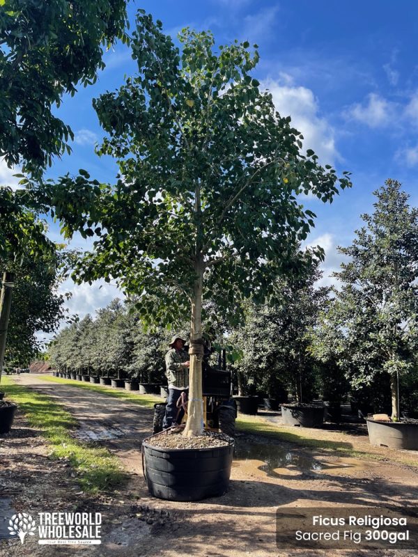 ficus religiosa - sacred fig 300 gallons