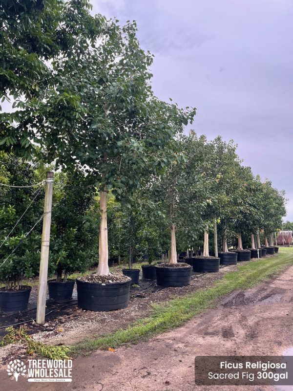 Ficus religiosa - sacred fig/bodhi tree for sale - 300 gallons