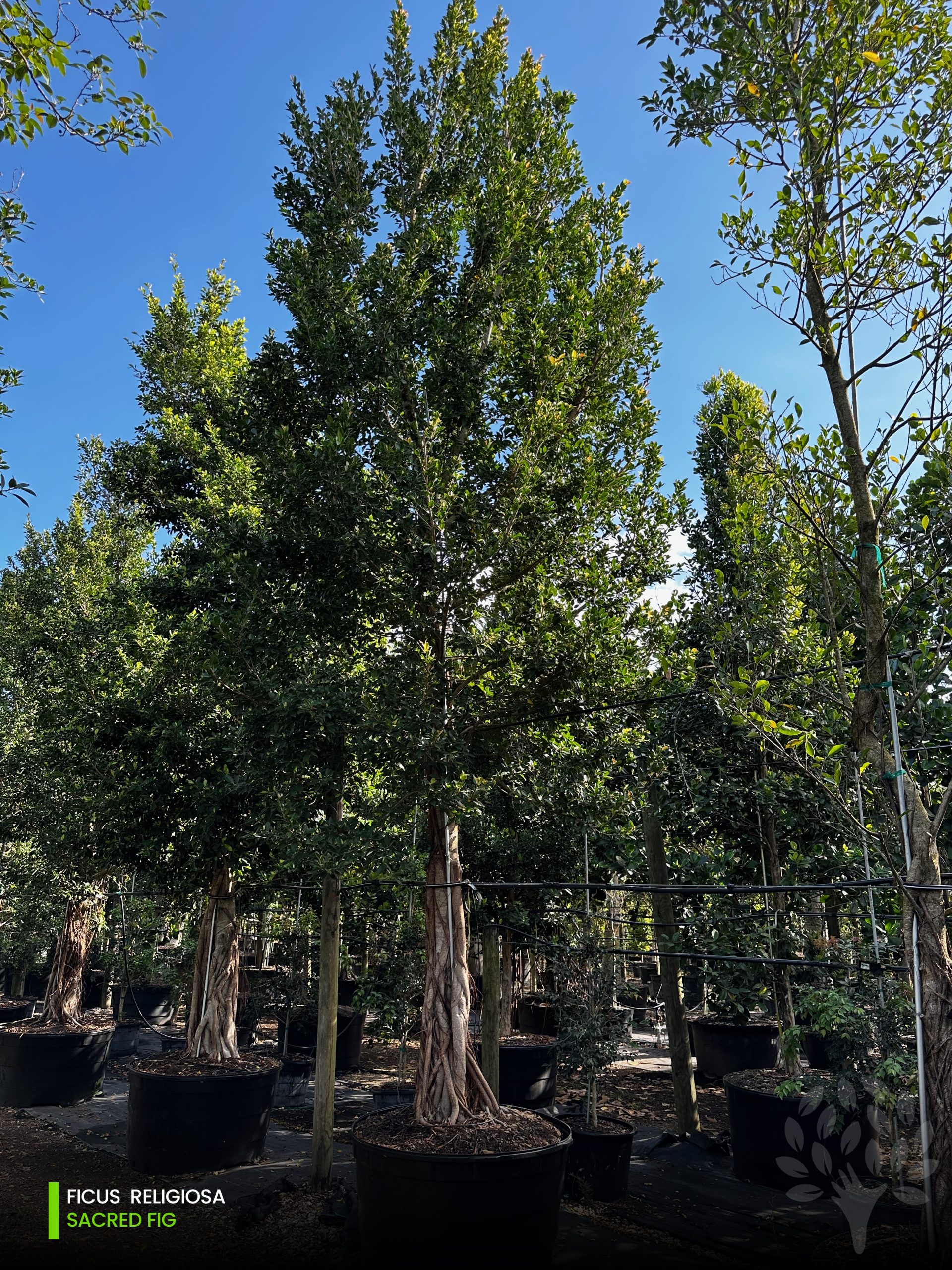 ficus religiosa sacred fig