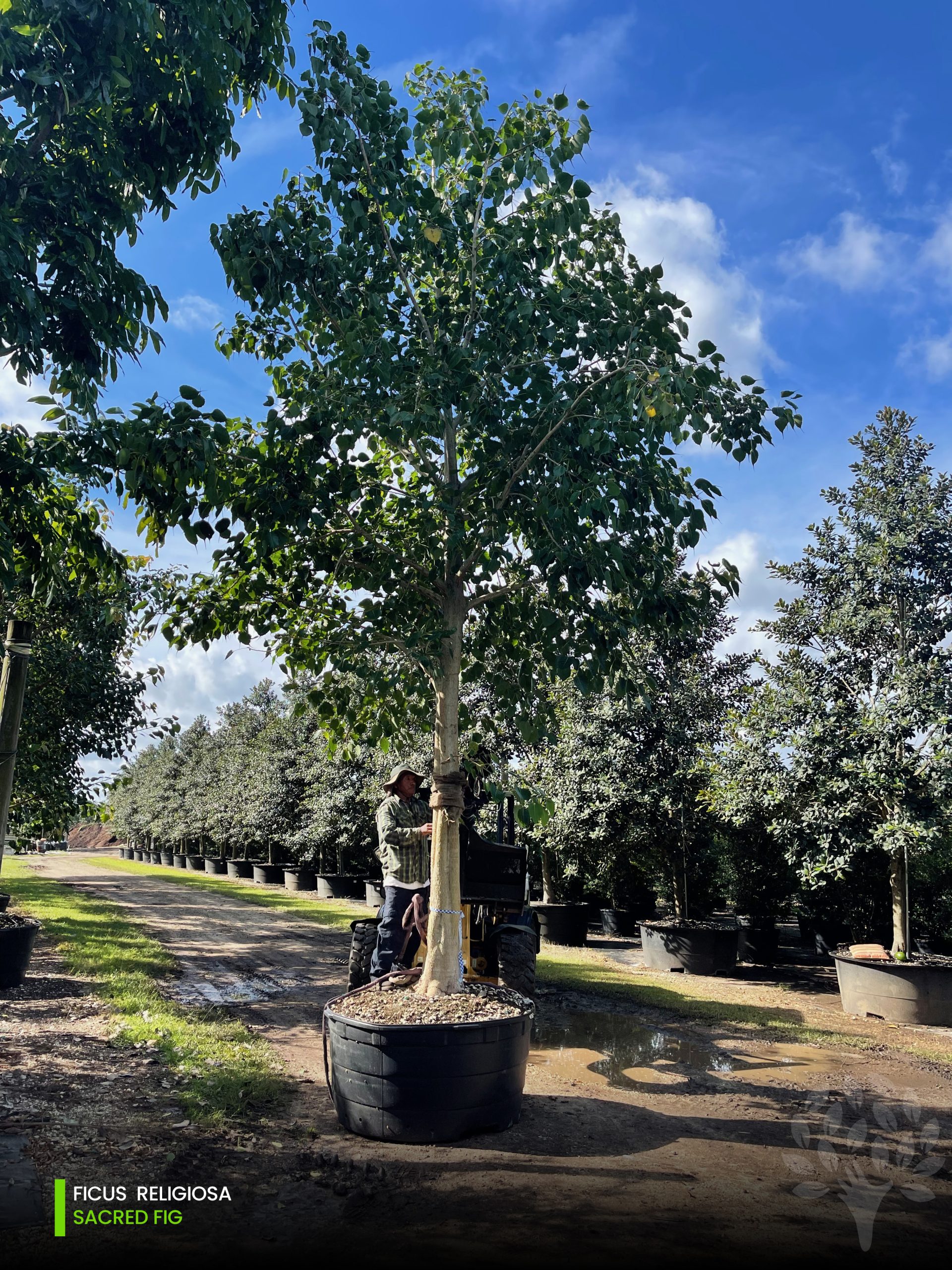 ficus religiosa -sacred fig