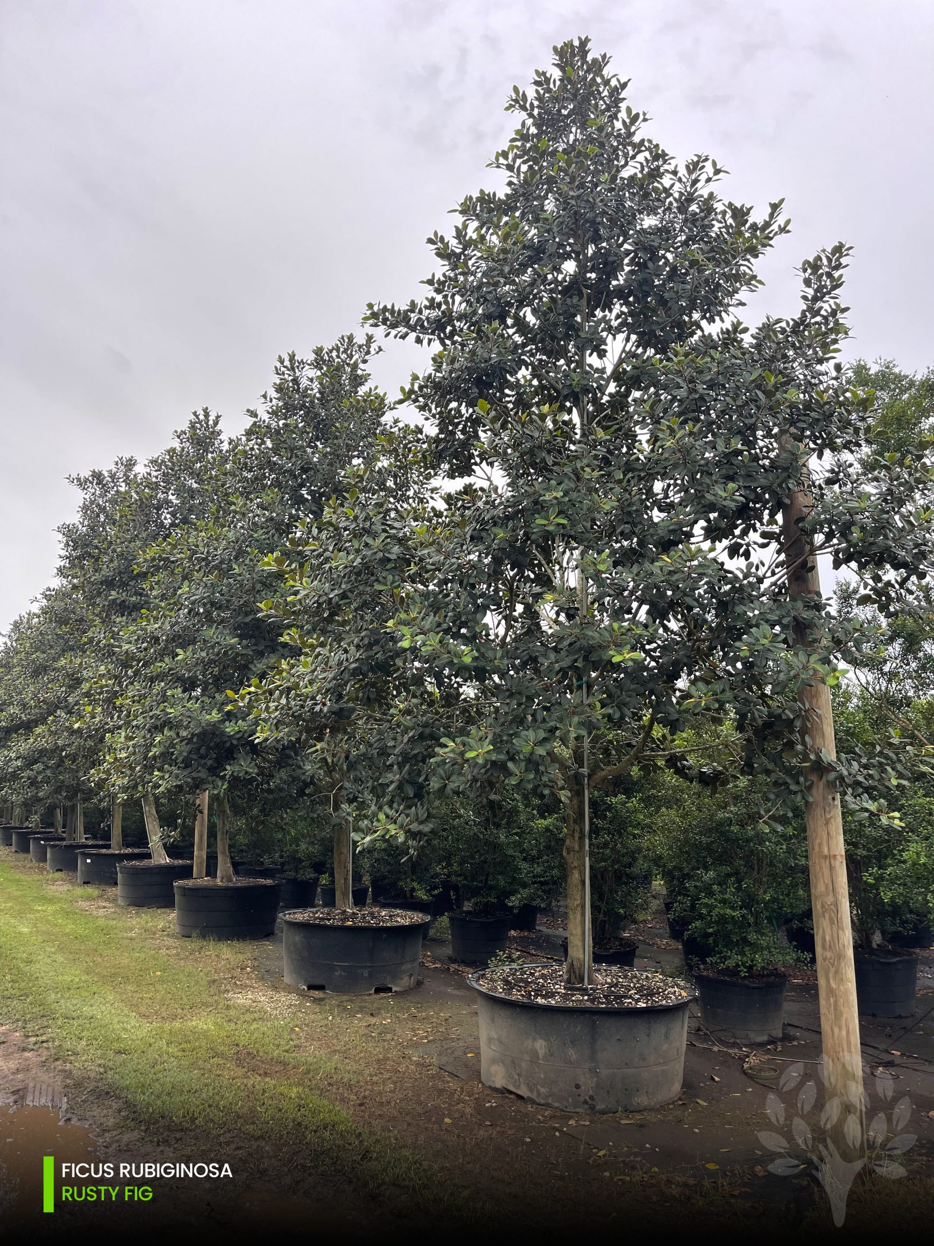 ficus rubiginosa rusty fig