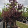 lagerstroemia loudonii -thai crape myrtle
