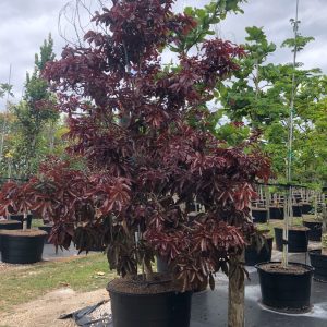 lagerstroemia loudonii -thai crape myrtle