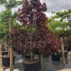 lagerstroemia loudonii -thai crape myrtle