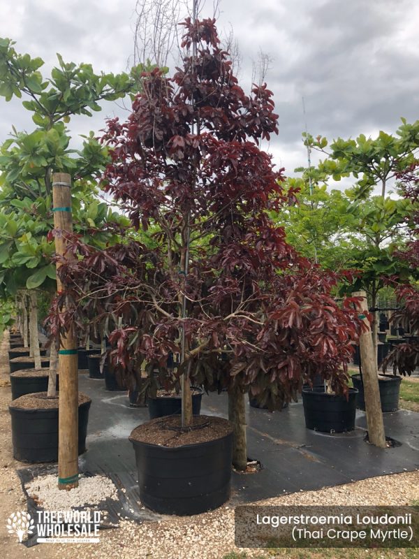 lagerstroemia loudonii -thai crape myrtle