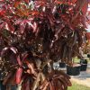 lagerstroemia loudonii -thai crape myrtle leaves