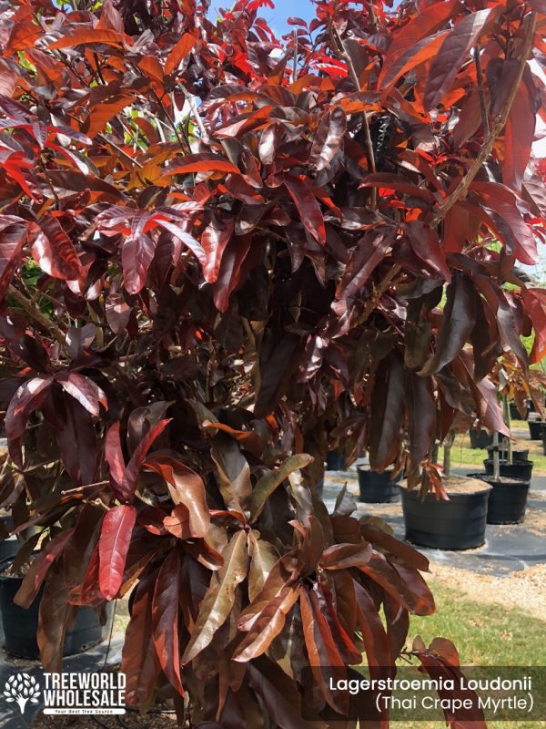 lagerstroemia loudonii -thai crape myrtle leaves