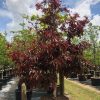 lagerstroemia loudonii -thai crape myrtle