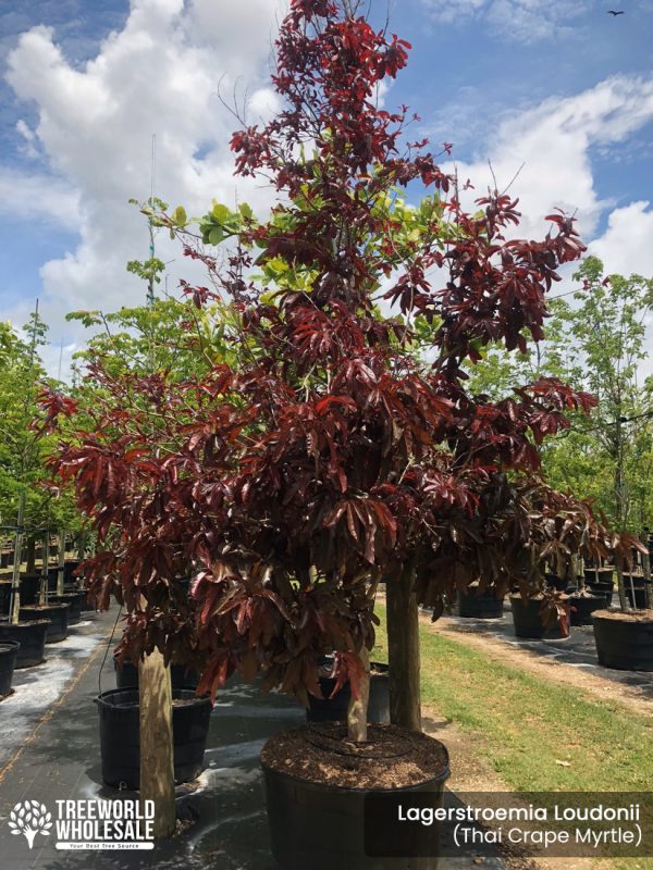 lagerstroemia loudonii -thai crape myrtle