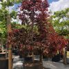 lagerstroemia loudonii -thai crape myrtle