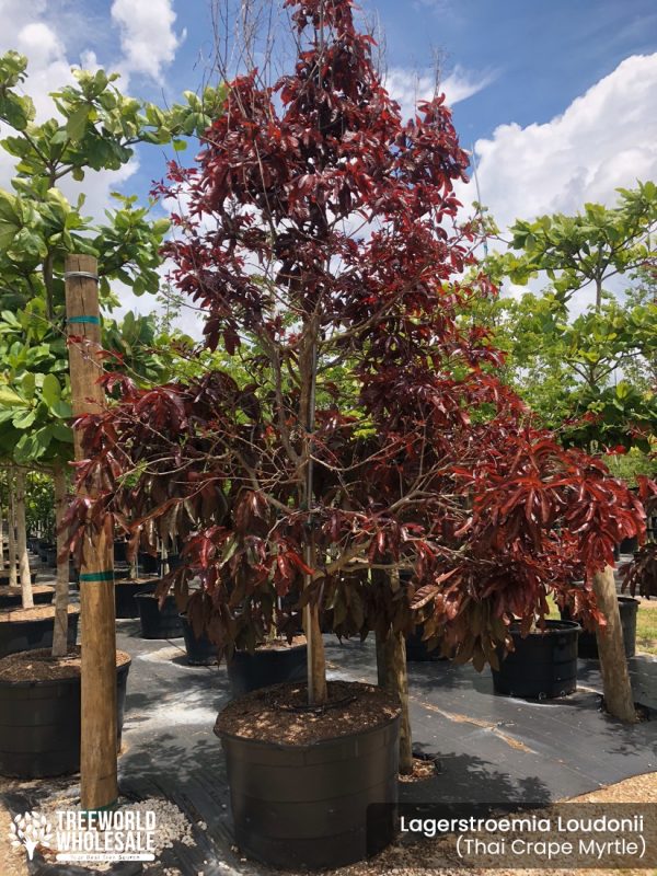 lagerstroemia loudonii -thai crape myrtle