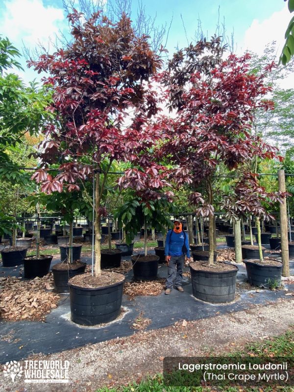 lagerstroemia loudonii -thai crape myrtle