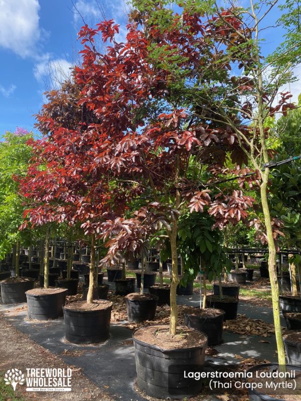 lagerstroemia loudonii -thai crape myrtle