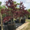 100 gallons lagerstroemia loudonii -thai crape myrtle