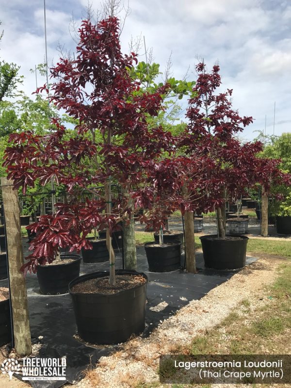 100 gallons lagerstroemia loudonii -thai crape myrtle