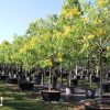 senna nitida - cassia nitida