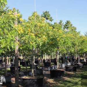 senna nitida - cassia nitida