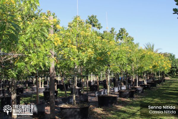 senna nitida - cassia nitida