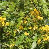 senna nitida - cassia nitida