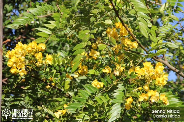 senna nitida - cassia nitida