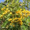 senna nitida - cassia nitida
