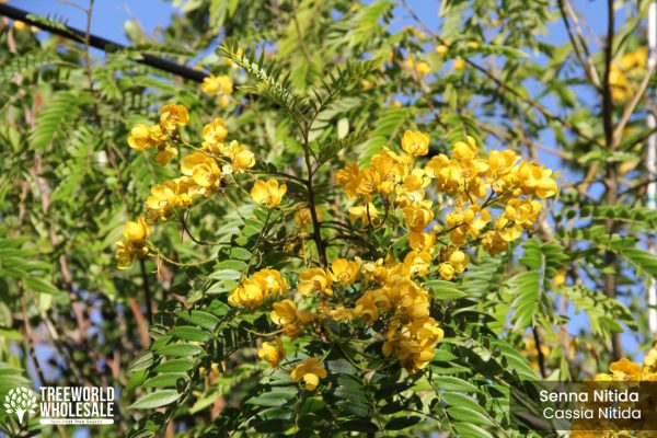 senna nitida - cassia nitida