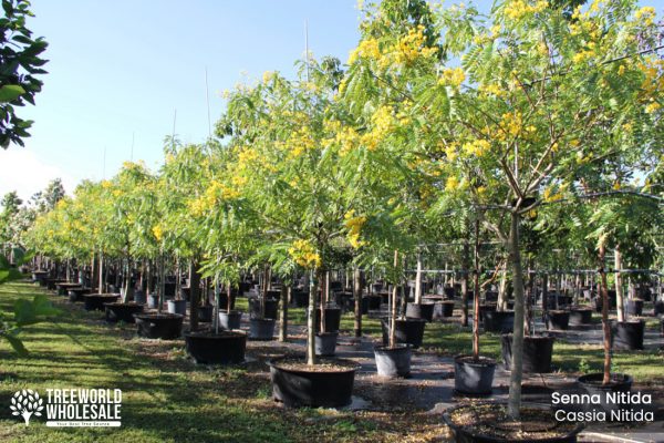 senna nitida - cassia nitida