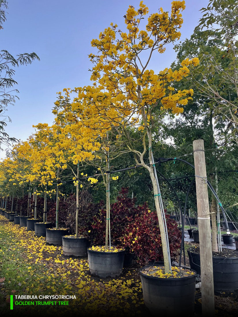 tabebuia chrysotricha - golden trumpet tree