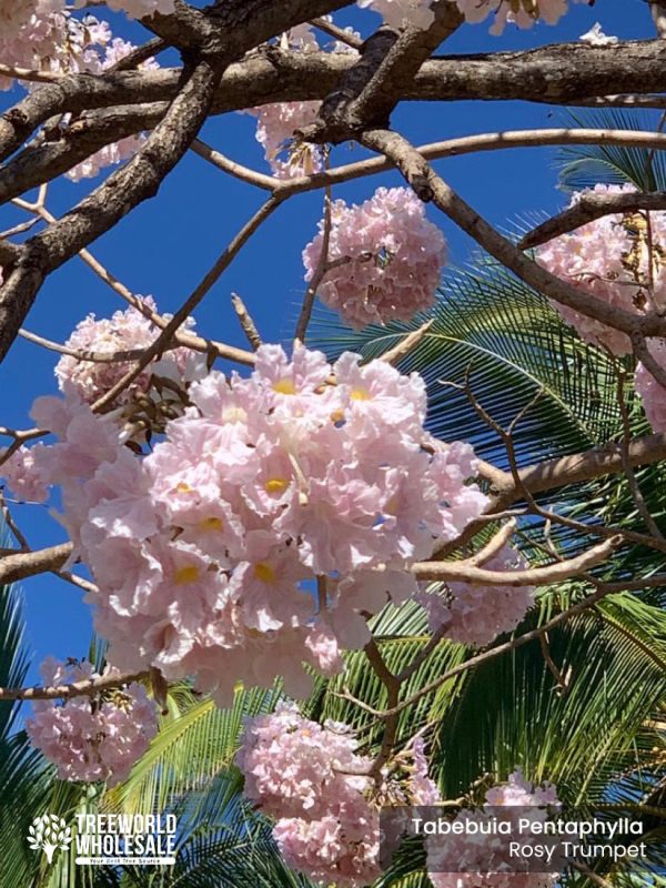 tabebuia pentaphylla - rosy trumpet tree