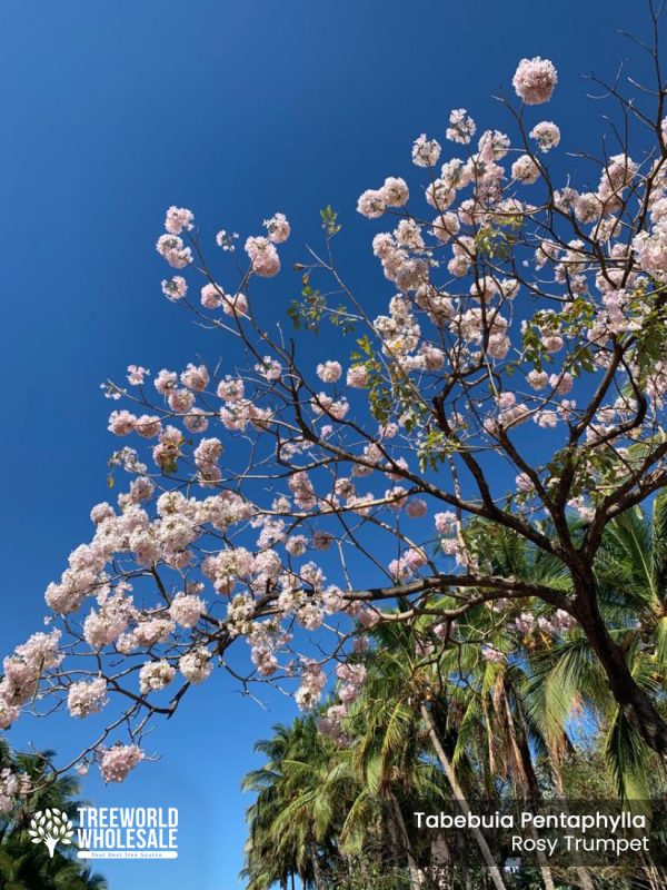 tabebuia pentaphylla - rosy trumpet tree