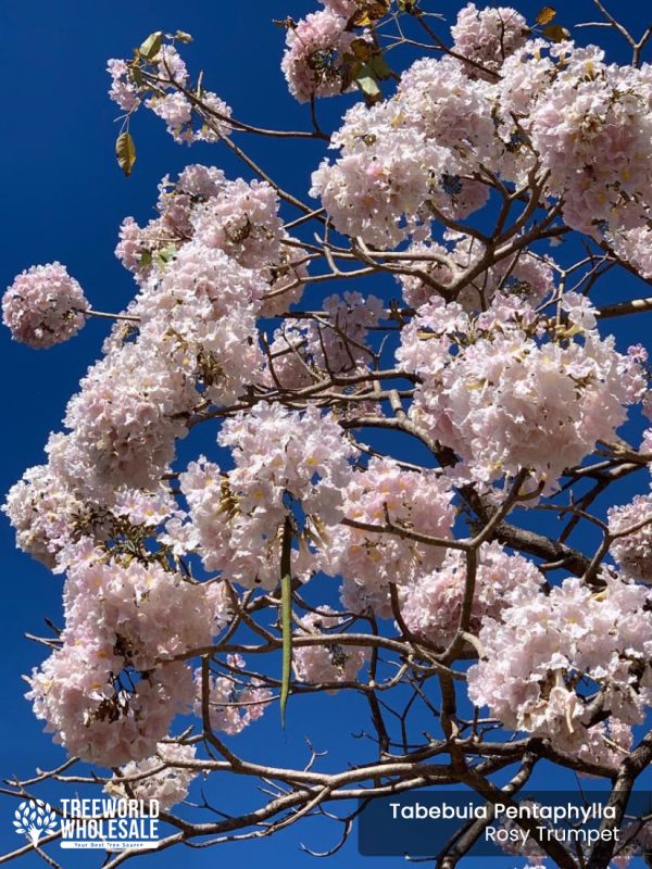 tabebuia pentaphylla - rosy trumpet tree