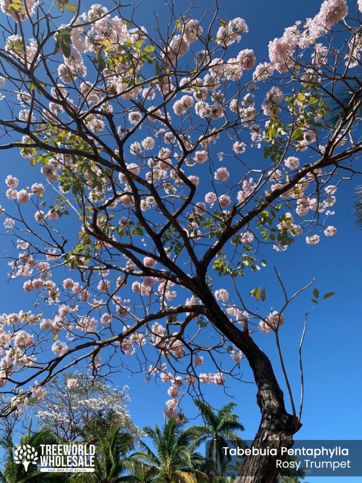 tabebuia-pentaphylla-rosy-
