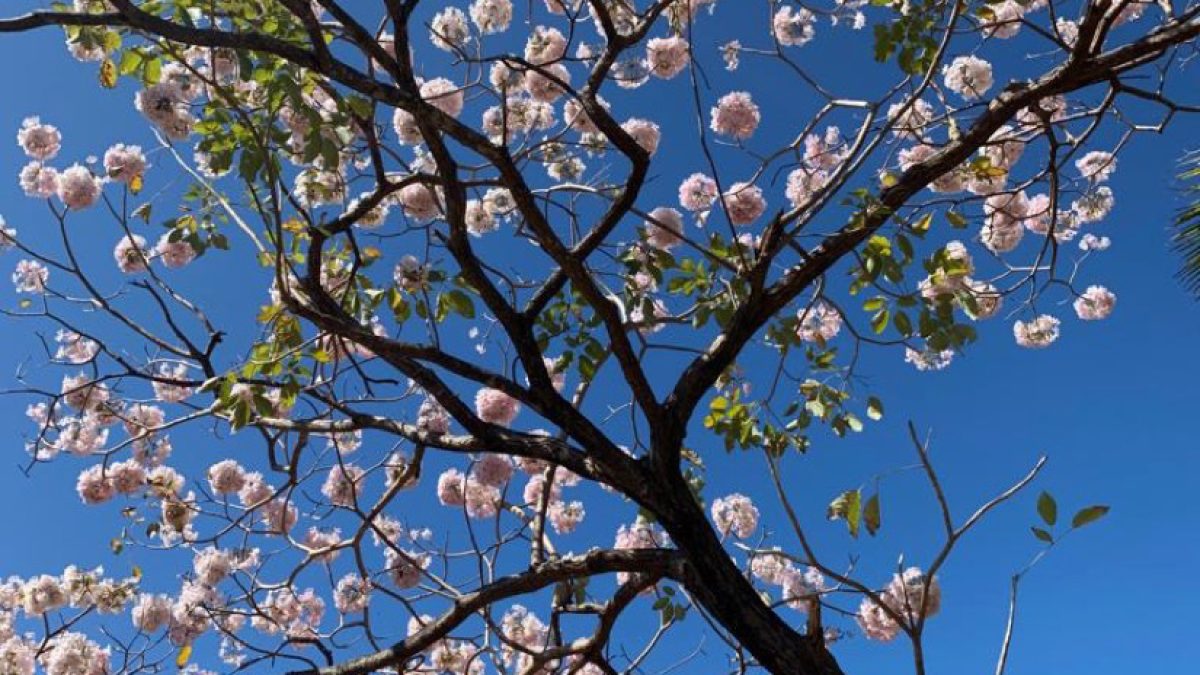 Handroanthus Pentaphylla | Treeworld Wholesale