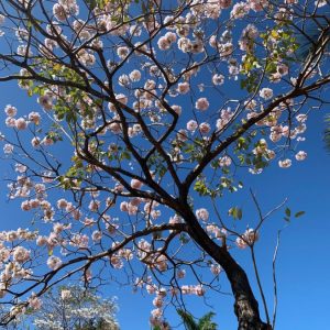 tabebuia pentaphylla - rosy trumpet tree