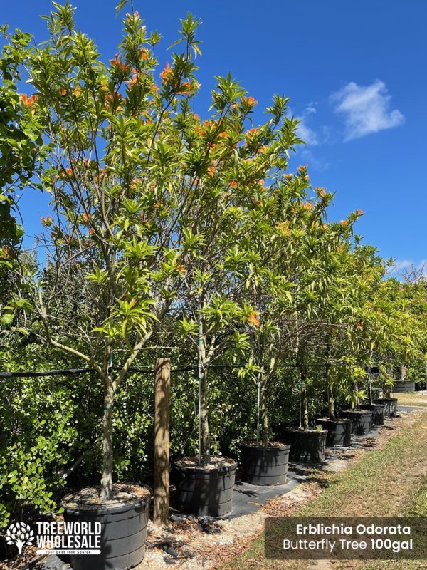 erblichia odorata - butterfly tree-100 gallons