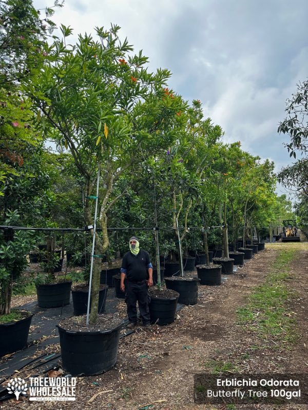 erblichia odorata - butterfly tree-100 gallon