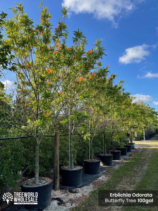 erblichia odorata - butterfly tree-100 gallons