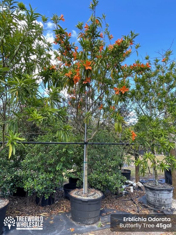 erblichia odorata - butterfly tree-45 gallons